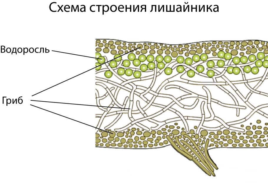 Графис лишайник