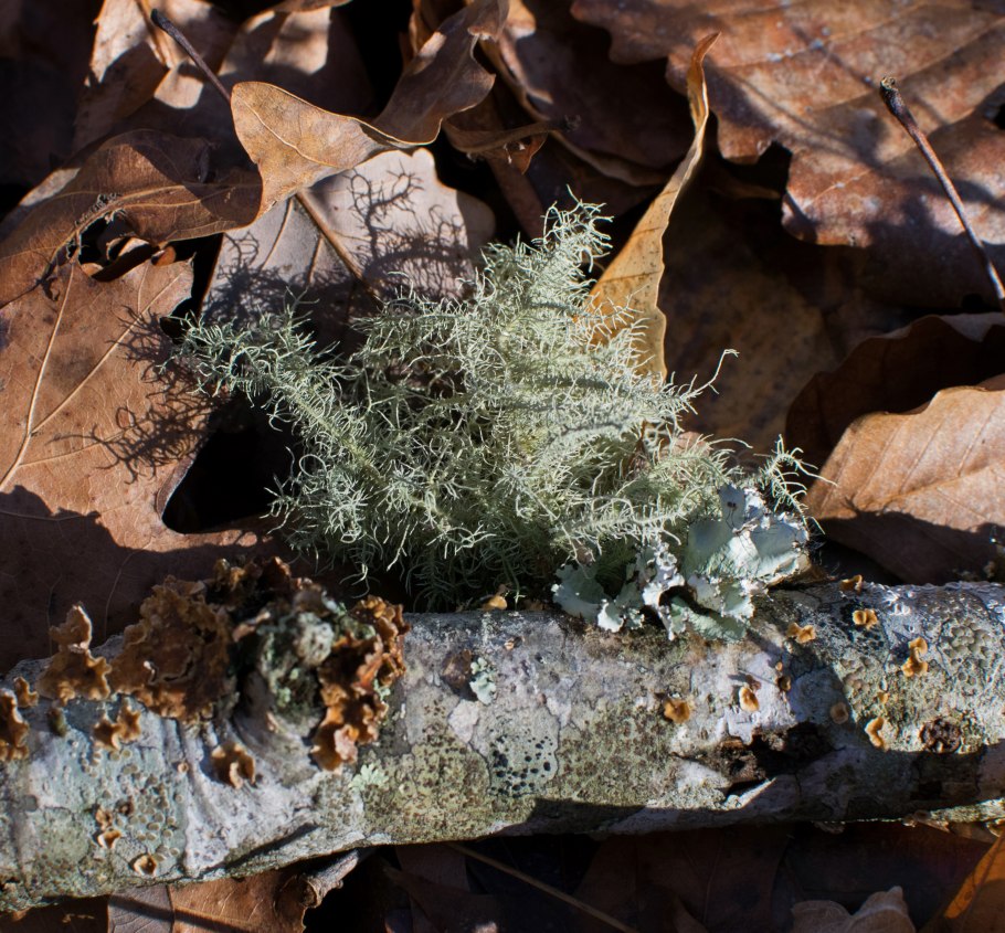 Ягель накипной лишайник