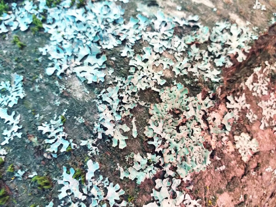 Гифы грибов и клетки водорослей