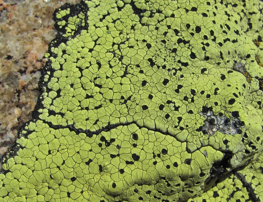 Ризокарпон географический Rhizocarpon geographicum