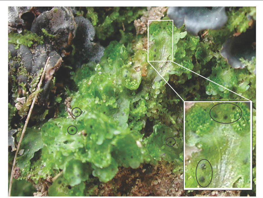 Роселла лишайник