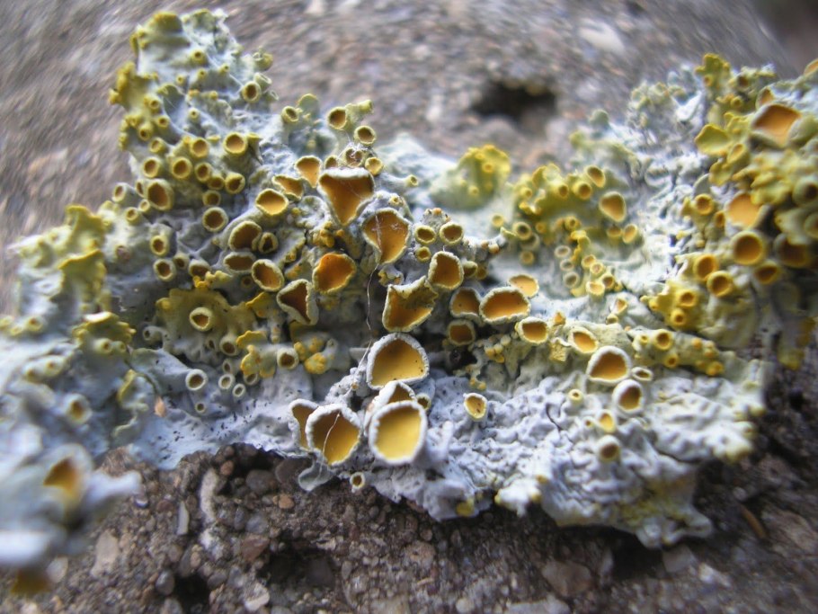 FRZ.Temp холодильник