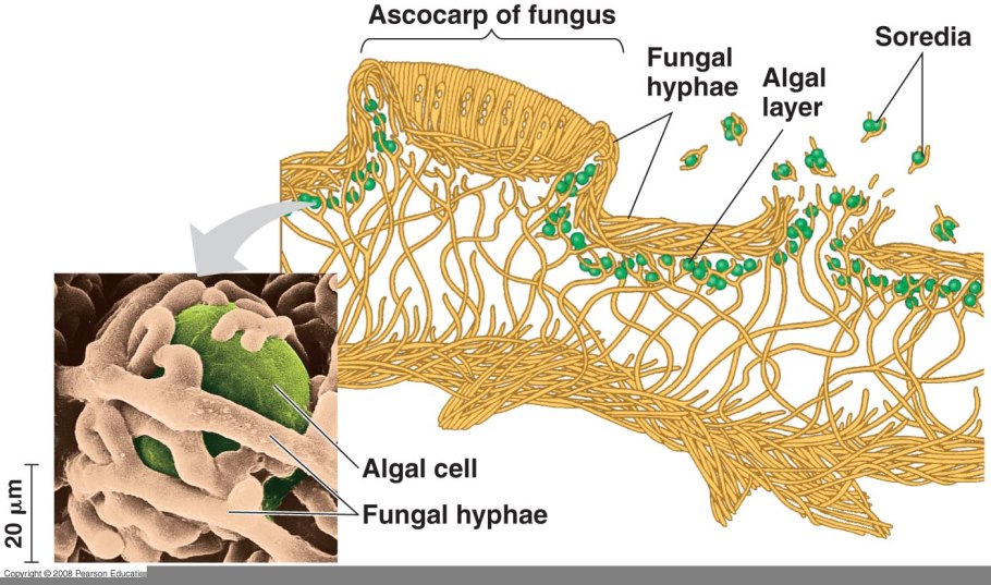 Микроскопические лишайники