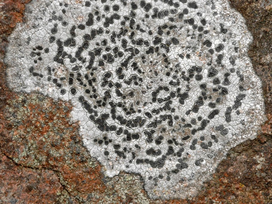 Эпилитные накипные лишайники