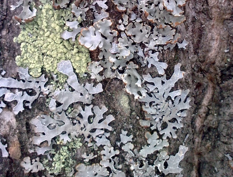 Алтайский заповедник мхи лишайники грибы