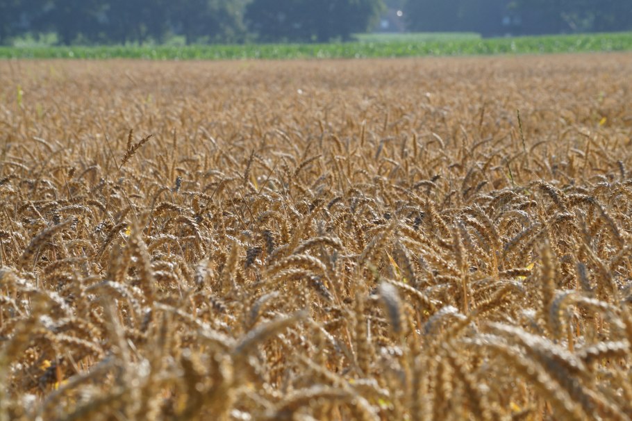 Сорт пшеницы Московская 39