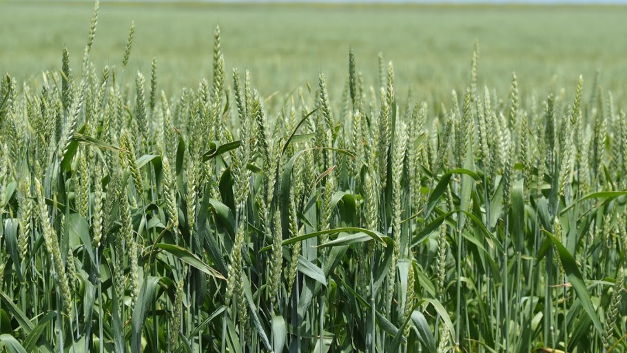 Колошение Яровой пшеницы