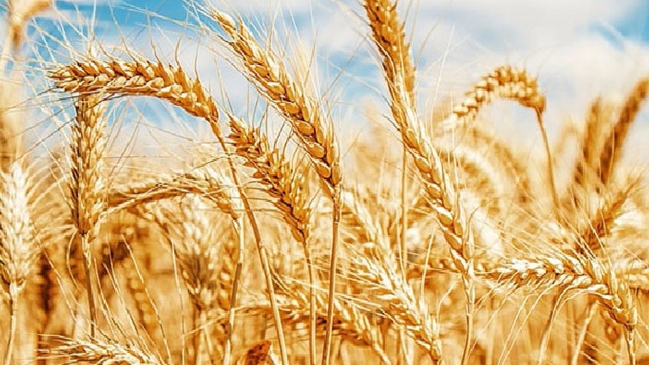 Буудай картинка