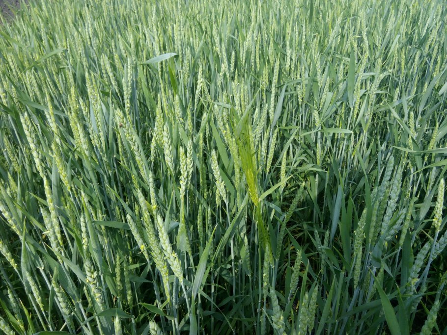 Безостый ячмень