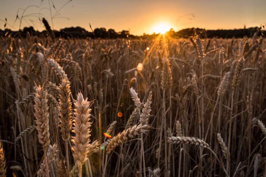 Ковыльная степь и пшеничное поле