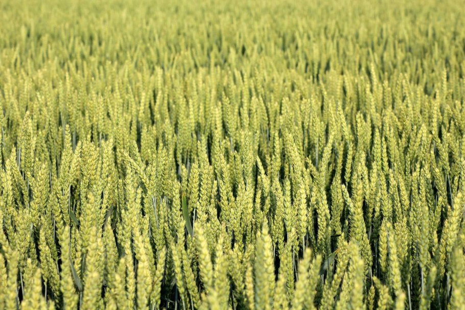 Сорт пшеницы Тризо