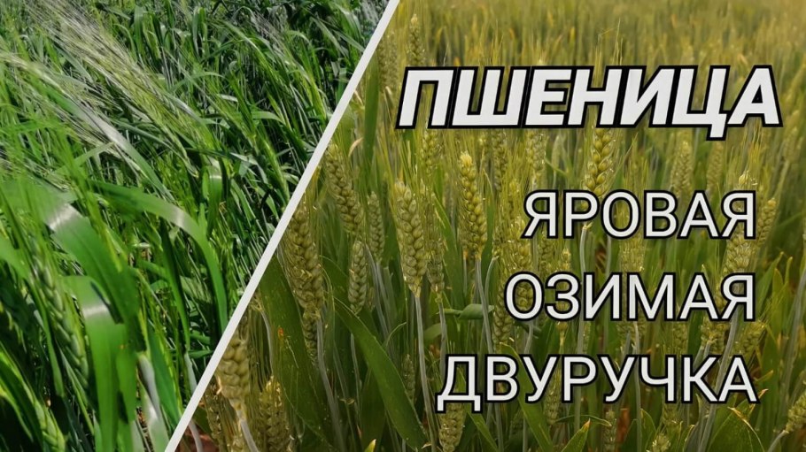Озимая пшеница Августина