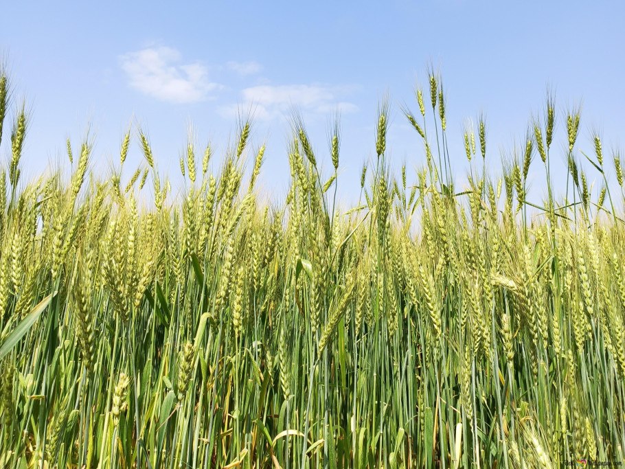 Сорт Московская 39 озимая пшеница