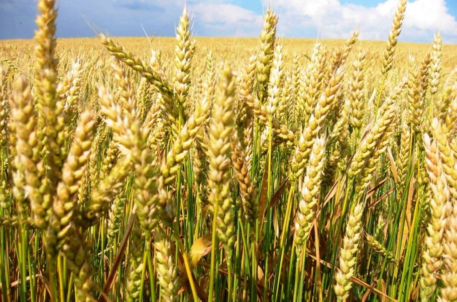 Сорт Яровой пшеницы мунг