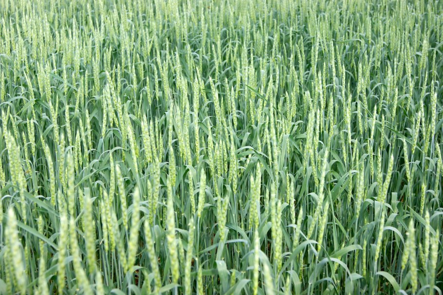 Сорт Яровой пшеницы Дарья