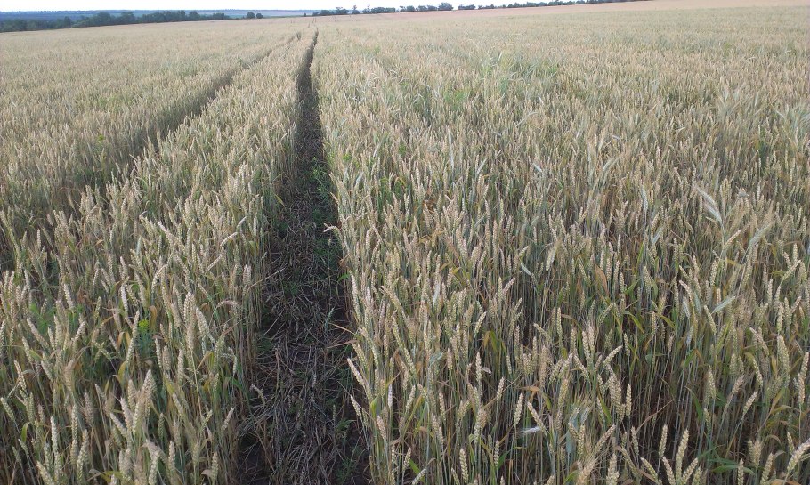 Сорт пшеницы Ирень