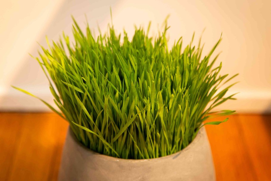 Ростки пшеницы