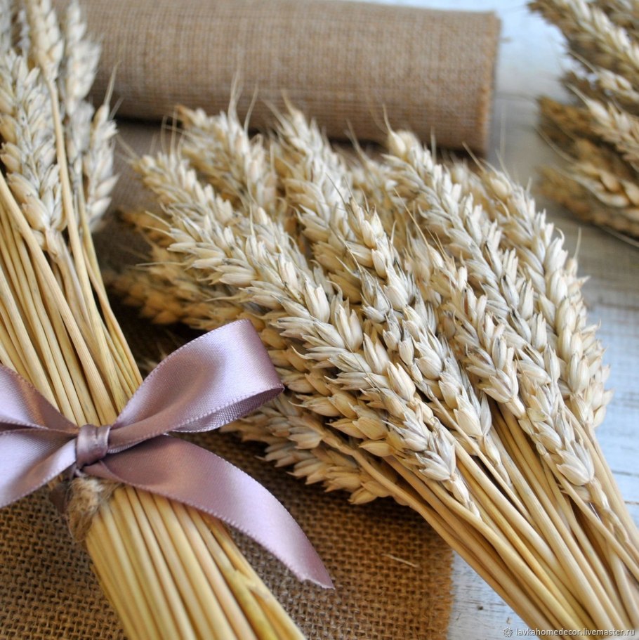 Пшеничка колосок рожь Колос