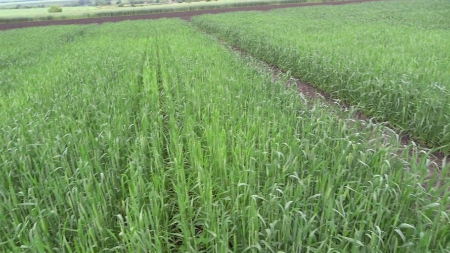 Ликамеро сорт пшеницы