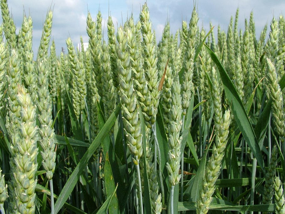 Пшеница Яровая Торридон КВС