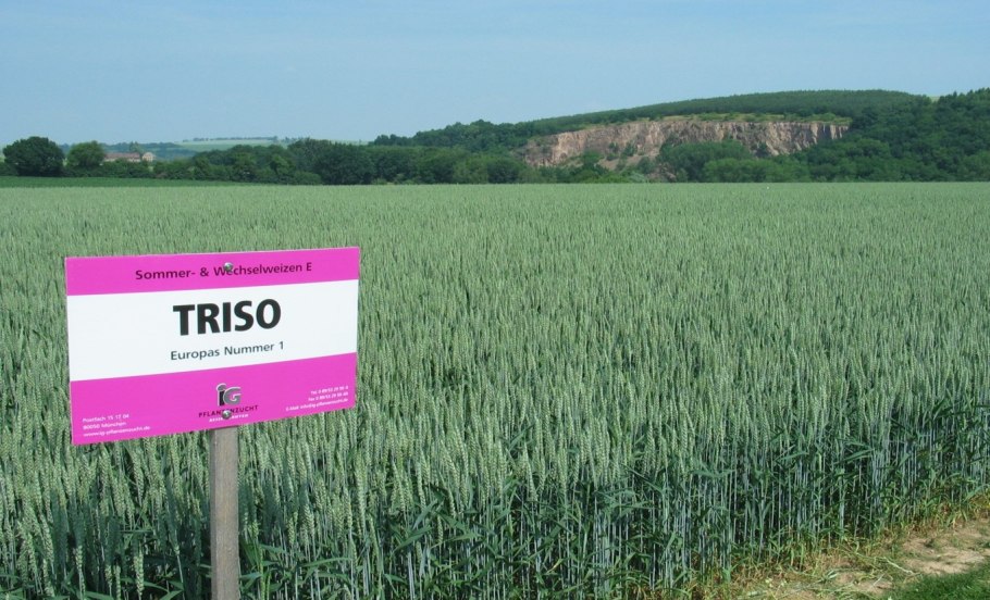 Яровая пшеница сорт Тризо