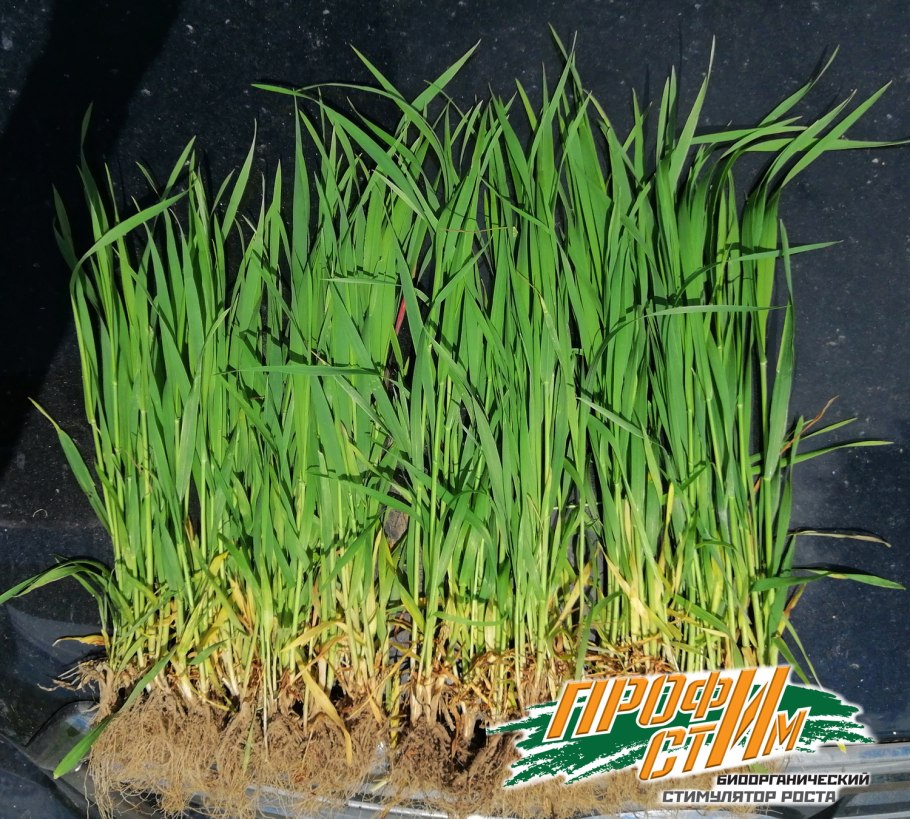 Озимая пшеница Московская 39