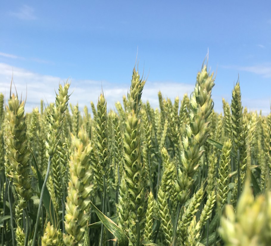 Колошение Яровой пшеницы