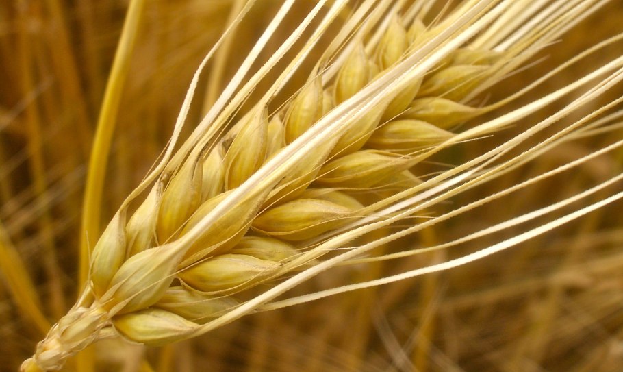 Озимый ячмень шестирядный