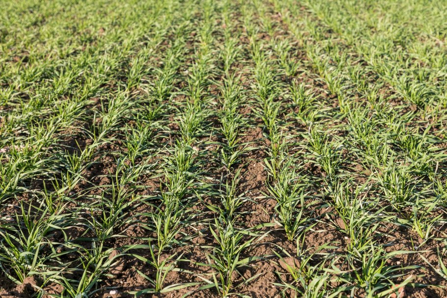 Озимая пшеница всходы кущение