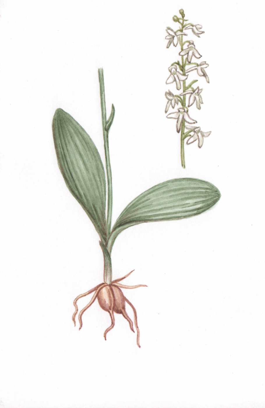 Любка растение описание