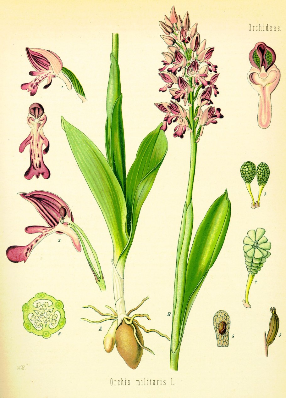 Ландыш Майский раскраска