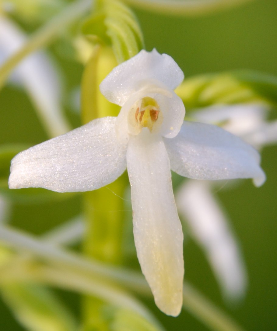 Пальчатокоренник пятнистый