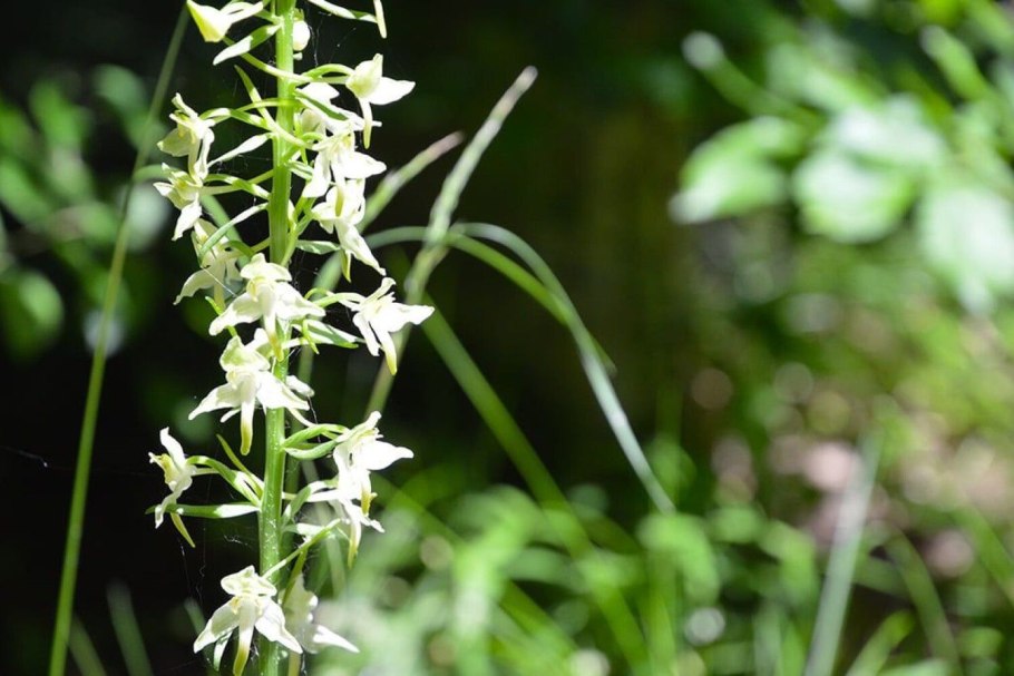 Platanthera chlorantha