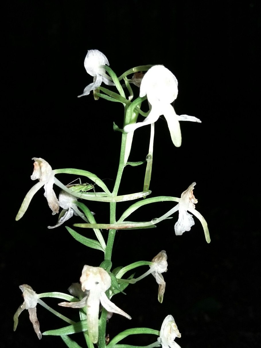 Орхидея гнездовка