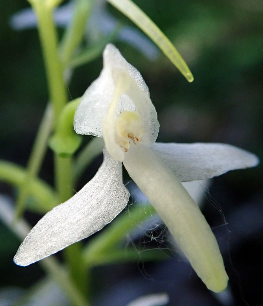 Platanthera bifolia