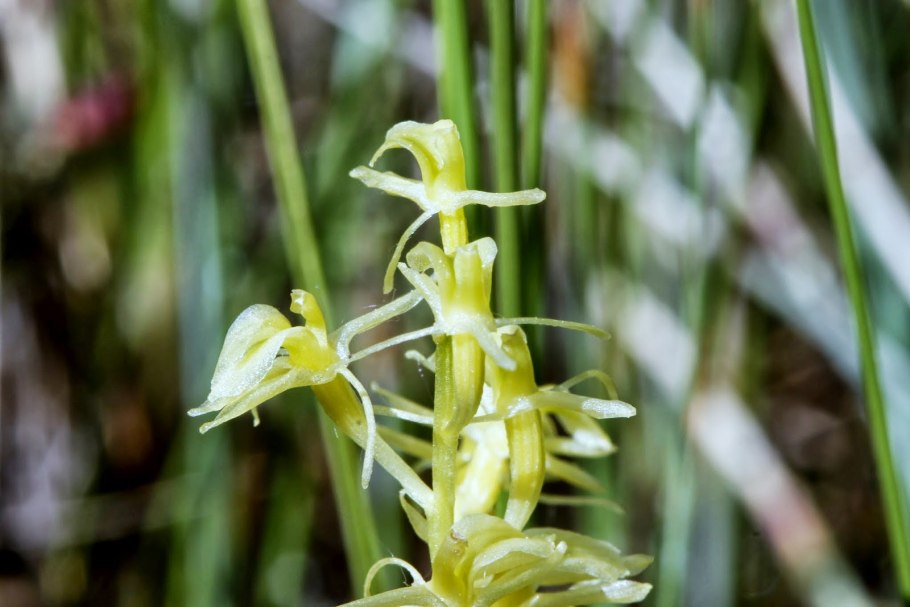 Лесная Орхидея Любка двулистная