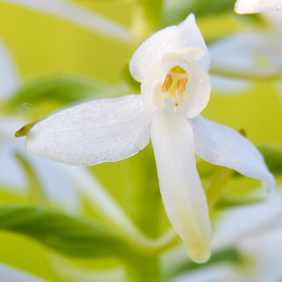 Любка двулистная (platantheia bi Folia)