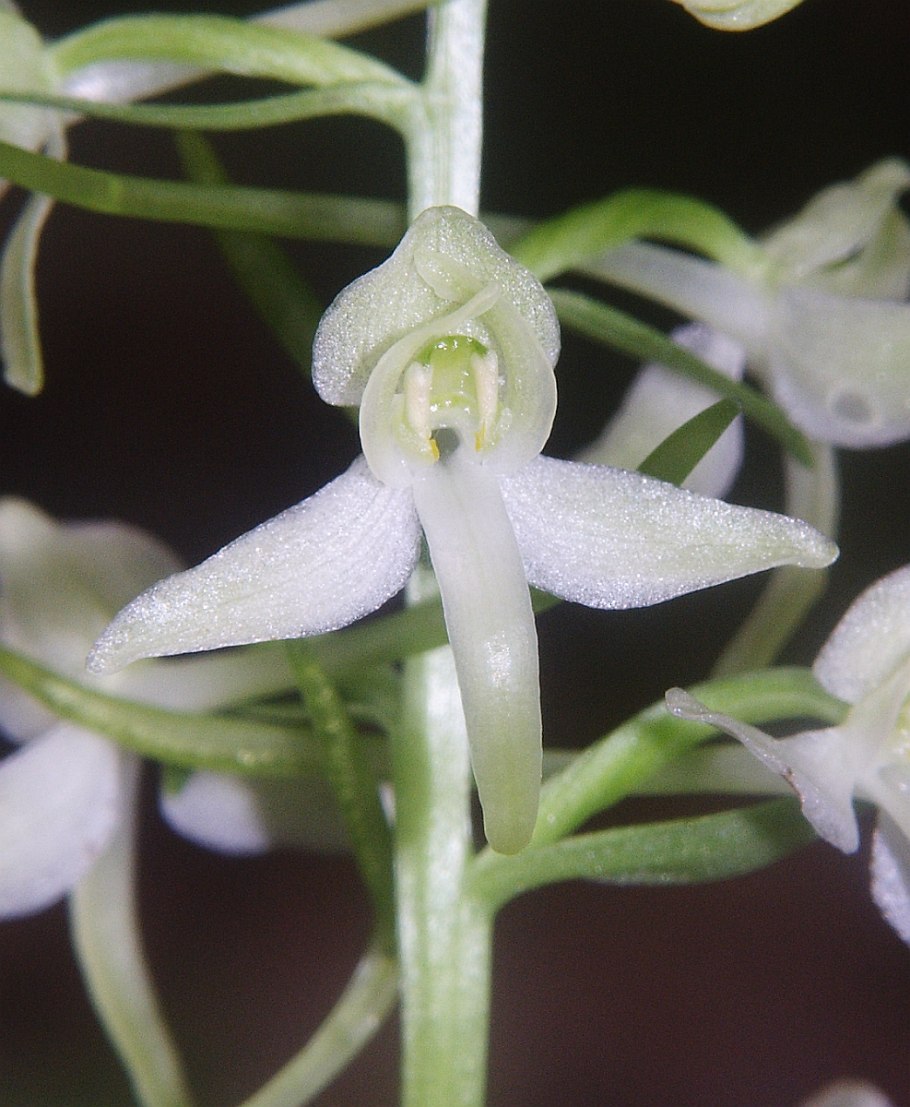 Любка двулистная плоды