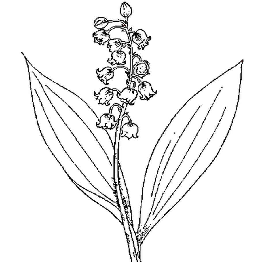 Лесная Орхидея Любка двулистная