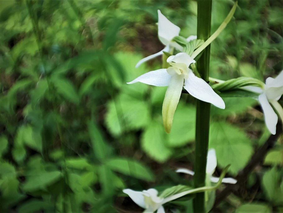 Подмосковная Орхидея Любка двулистная
