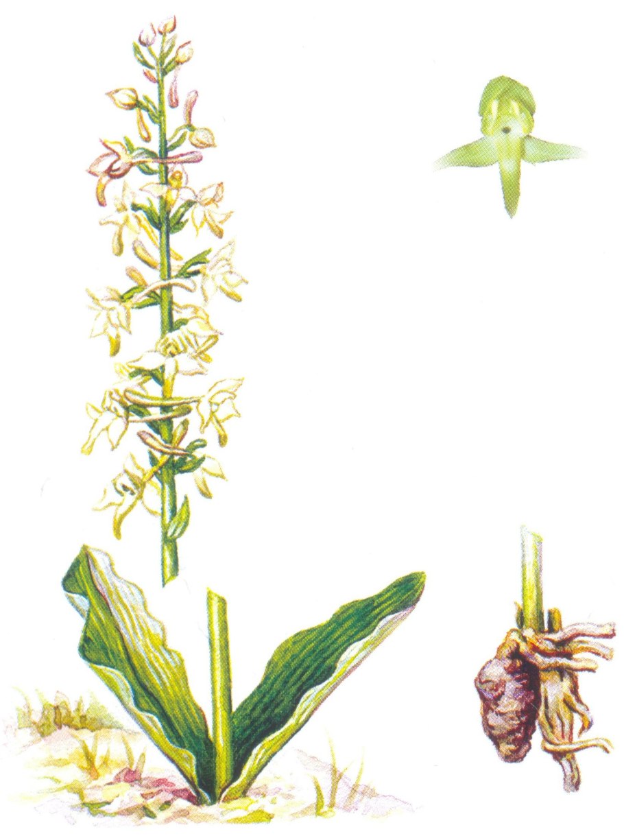 Любка двулистная