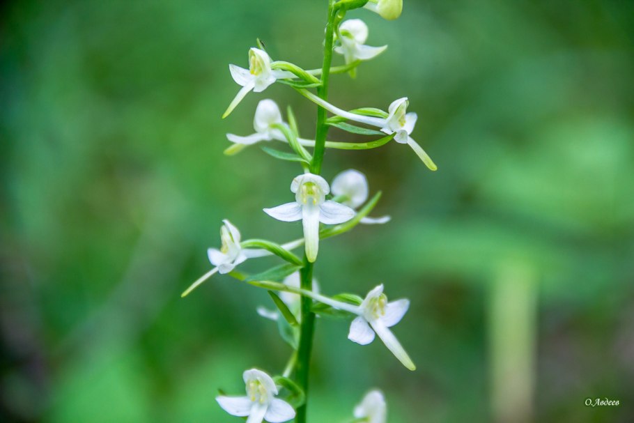 Любка двулистная (Platanthera bifolia)
