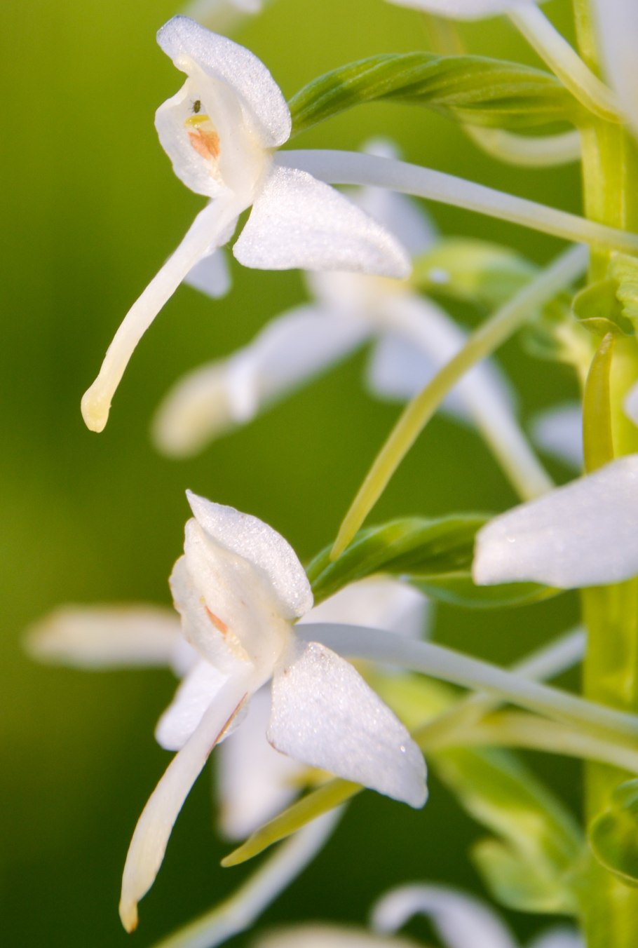 Стефан Каста муравьишка Софи