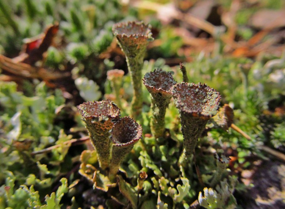 Кладония листоватая