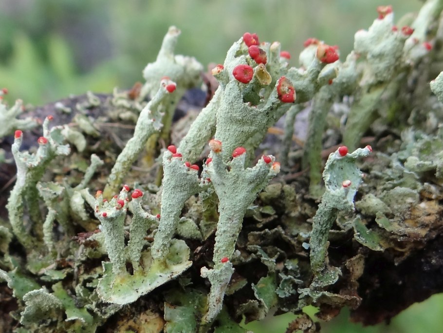 Кладония пальчатая