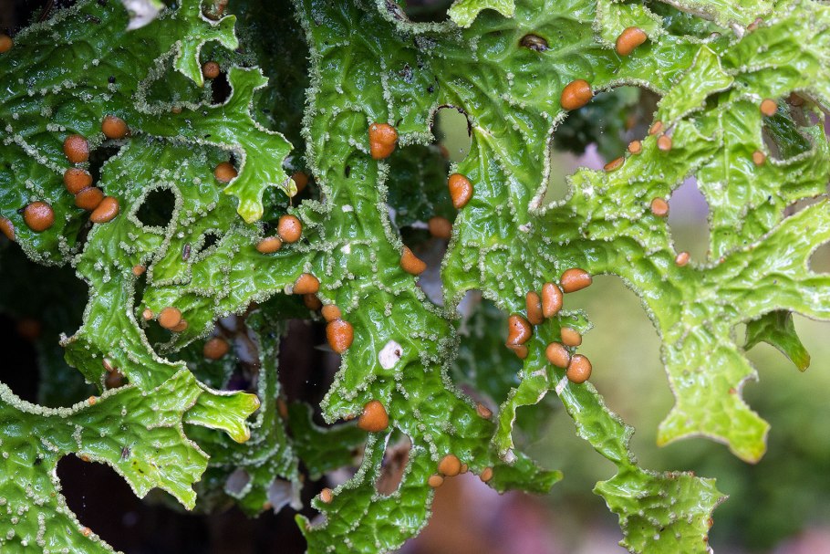 Лобария лёгочная