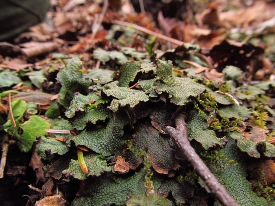 Листоватый печеночный лишайник
