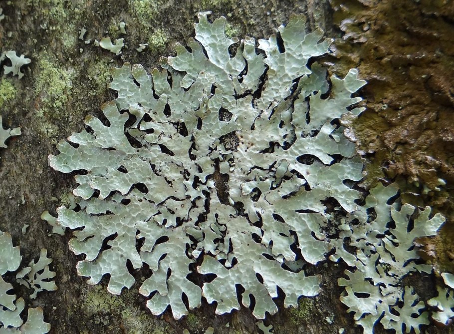 Cladonia cristatella