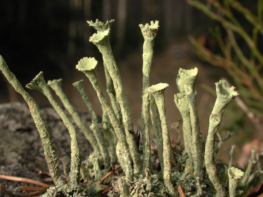 Кладония бесформенная Cladonia deformis