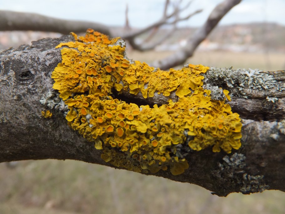 Лишайник Стригун